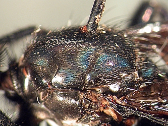 scutum dorso-lateral