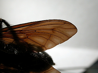 wing