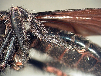 hind leg ventral
