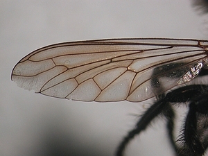 wing