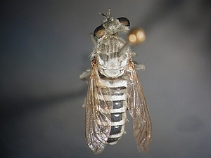 dorsal view