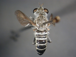 dorsal view