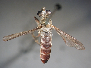 dorsal view