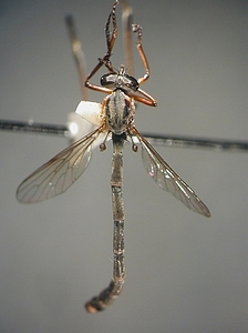 dorsal view