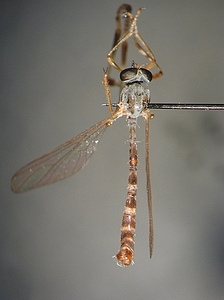 dorsal view