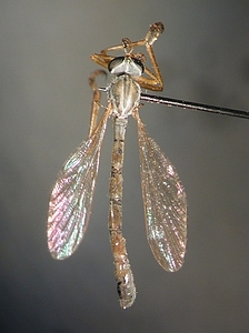 dorsal view