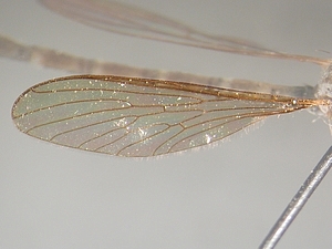 wing