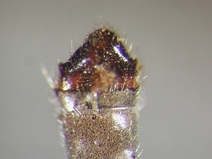 hypopygium dorsal