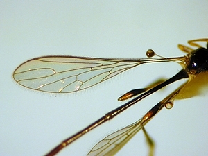 dorsal view