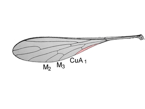 wing (drawing)