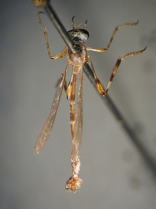 dorsal view