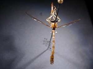 dorsal view