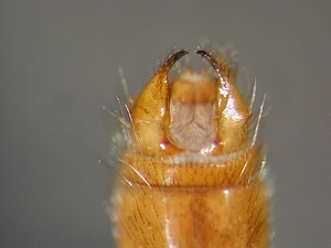 hypopygium dorsal