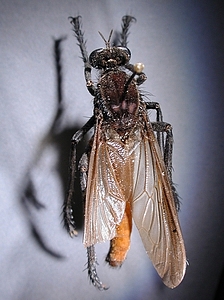 dorsal view