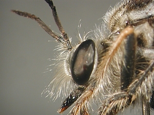head lateral