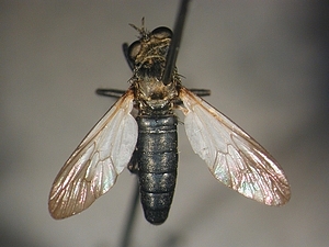 dorsal view