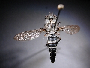 dorsal view