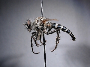 lateral view