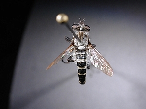 dorsal view