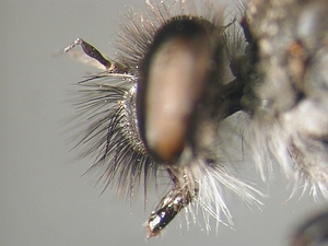 head lateral