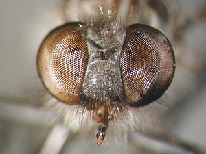 head frontal