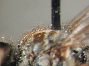 scutum lateral