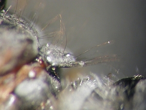 scutellum lateral