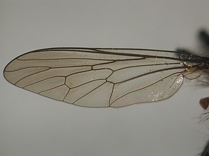 wing