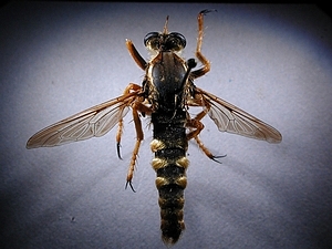 dorsal view