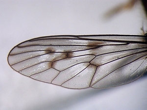 wing