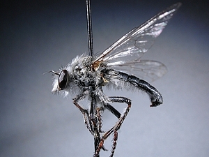 lateral view