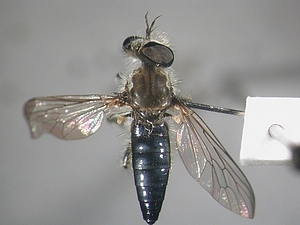 dorsal view
