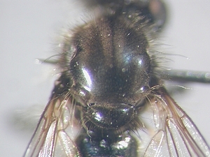 thorax dorsal