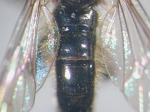 abdomen dorsal