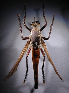 dorsal view