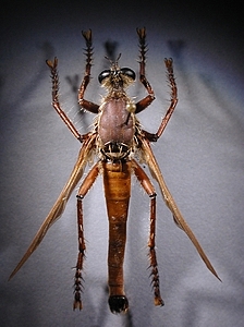 dorsal view