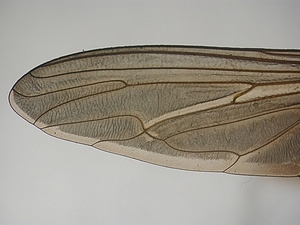 wing