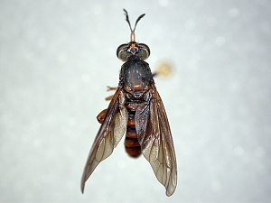 dorsal view