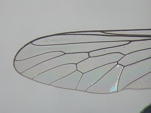 wing