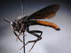 lateral view