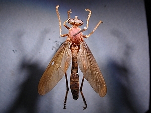 dorsal view