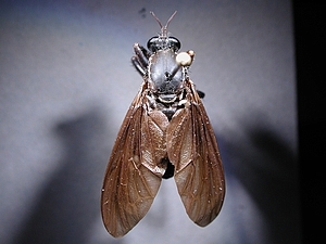 dorsal view