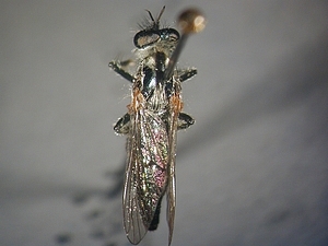 dorsal view