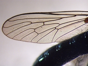 wing