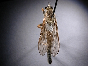 lateral view