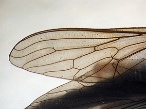 wing