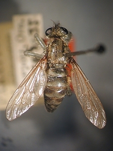 dorsal view