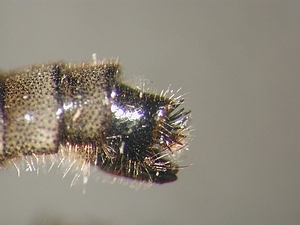 ovipositor lateral