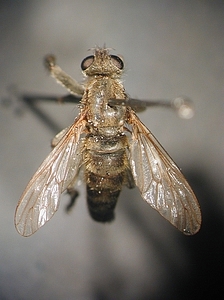 dorsal view