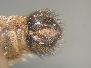 hypopygium dorsal